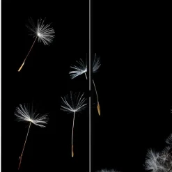 Online Wohnen Spanischer Raumteiler mit Pusteblumen Foto - Hocumola